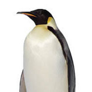 pinguin_200px